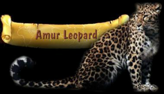 Amur Leopards